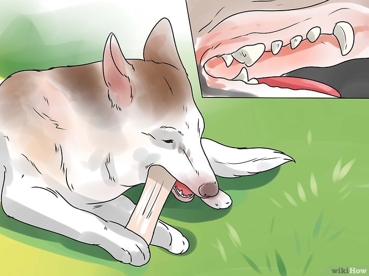 如何通过狗的牙齿来判断它的年龄