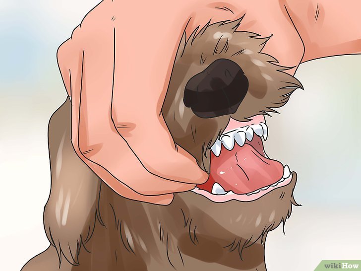 如何通过狗的牙齿来判断它的年龄