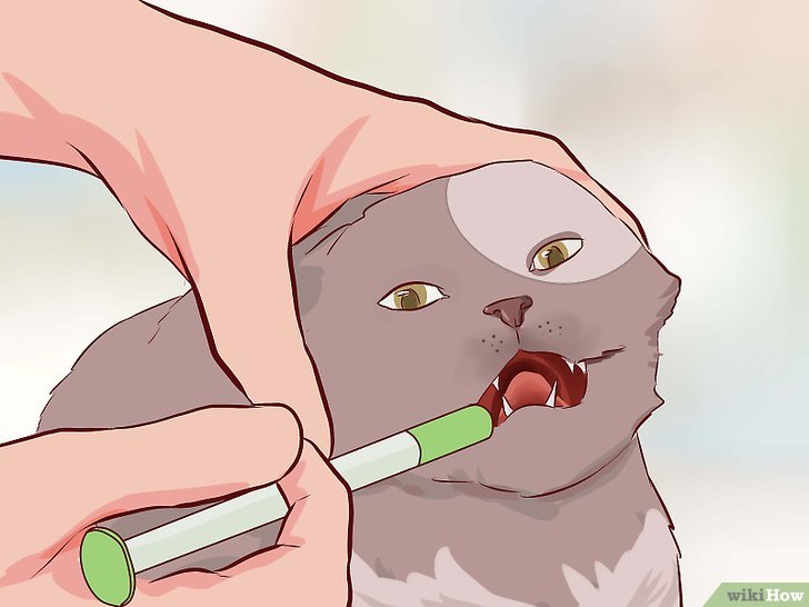 如何让猫咪止住腹泻
