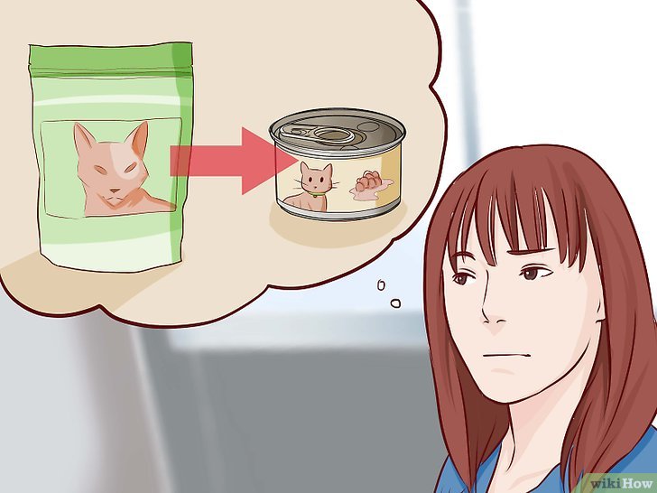 如何让猫咪止住腹泻