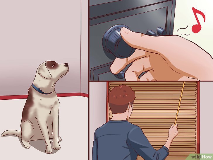 如何安抚爱犬: 12 步骤